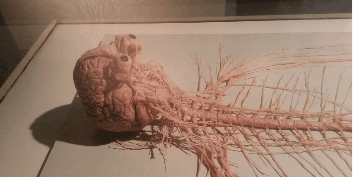 brain-and-eyes-nerves